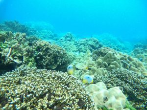 昇龍祭太鼓 創作 エイサー 沖縄 太鼓 タイ プーケット 旅行